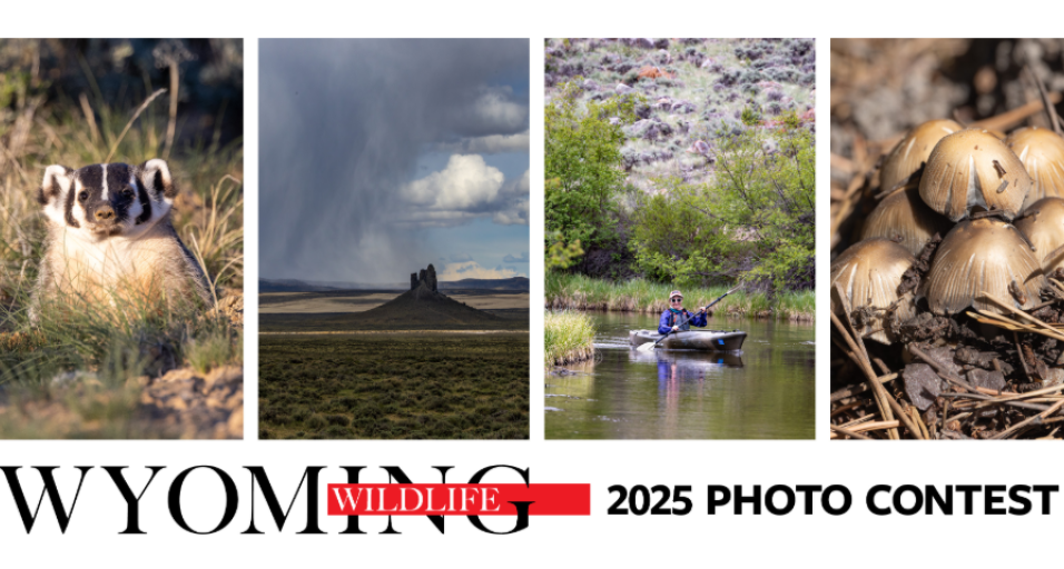 2025 photo contest graphic