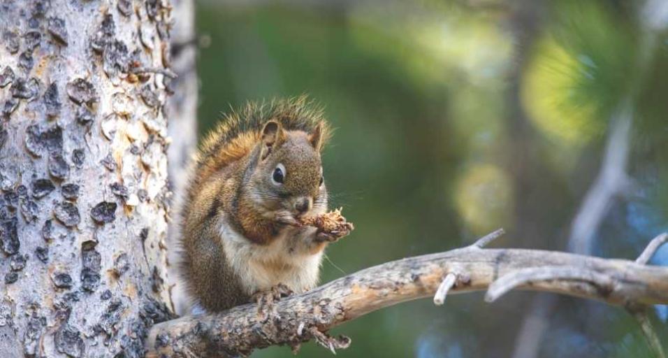 An American red squirrel munches on a pinecone. 