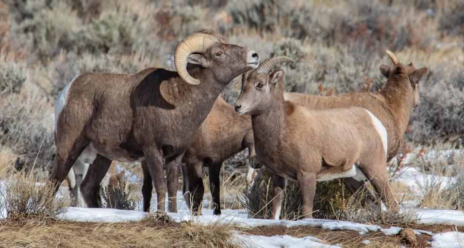 Bighorn Sheep in the Lander Region