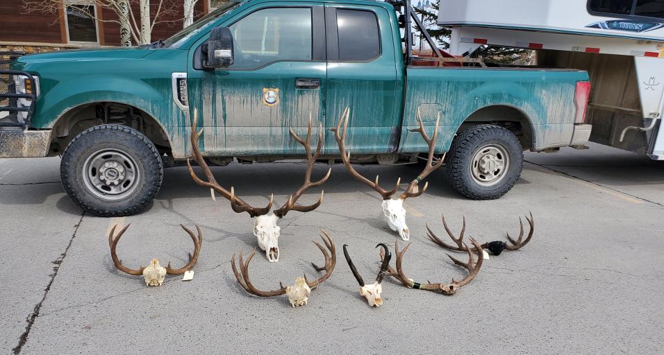 Trophies confiscated by Game and Fish following a multi-year investigation that concluded earlier this year.