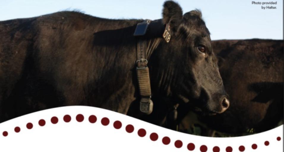 Virtual fence collared cow