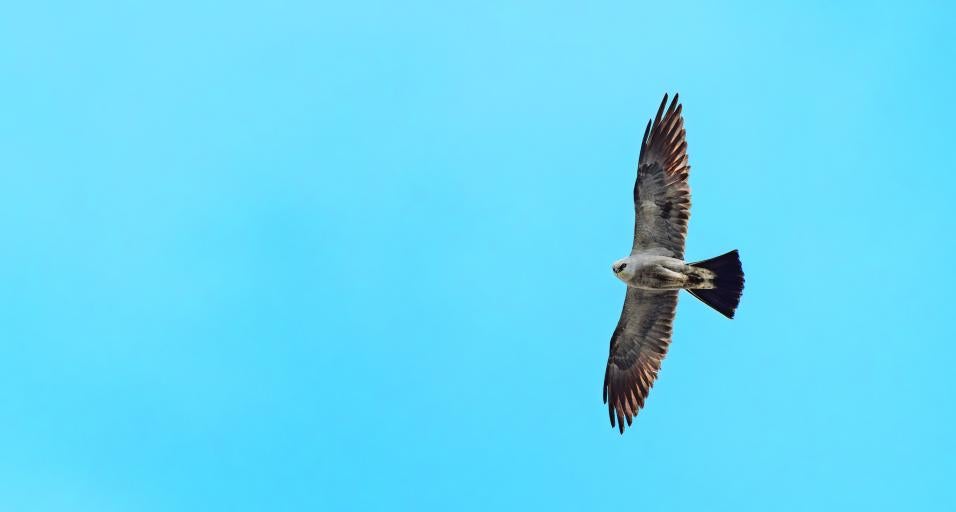 The bottom of a Mississippi Kite in flight against a blue sky.
