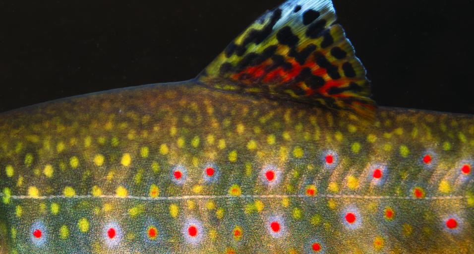 A close up underwater photo of the side of a brook trout, only showing its dorsal fin