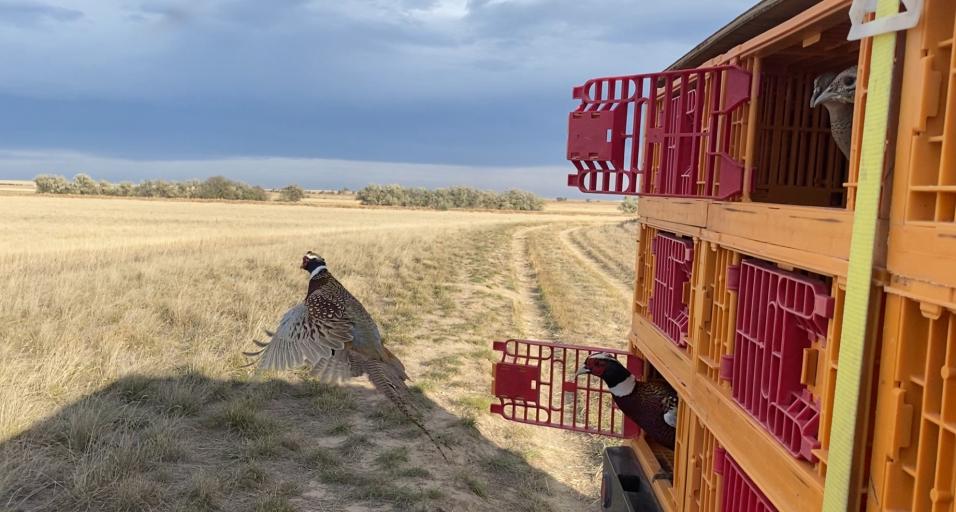 Rooster pheasant release from truck