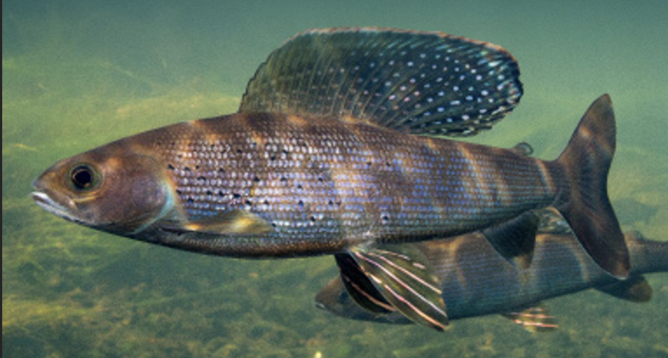 Grayling