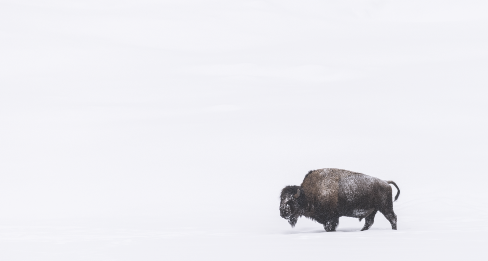 A bison against a white background of snow.