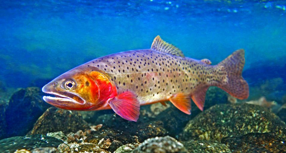 An underwater photo of a large adult cutthroat trout in a clear mountain stream.