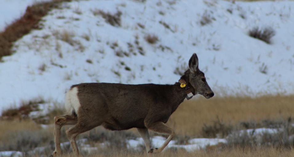 Collared mule deer