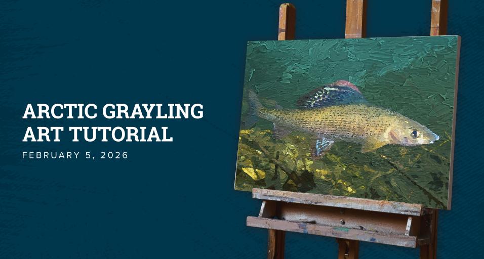 Thumbnail for 'how to draw grayling' Youtube video, painting of arctic grayling on easel on the right and text on the left
