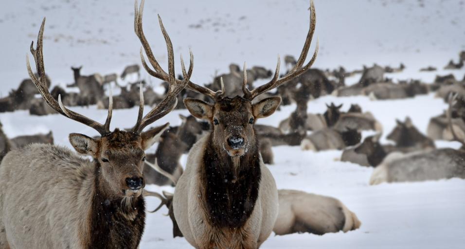 Two elk bulls in the foreground with elk herd in the background on a snowy landscape.