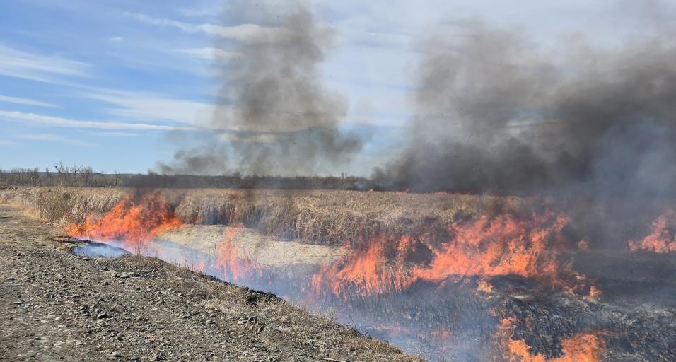 Scattered orange flames move across cattails during a prescribed burn on Yellowtail WHMA in 2025
