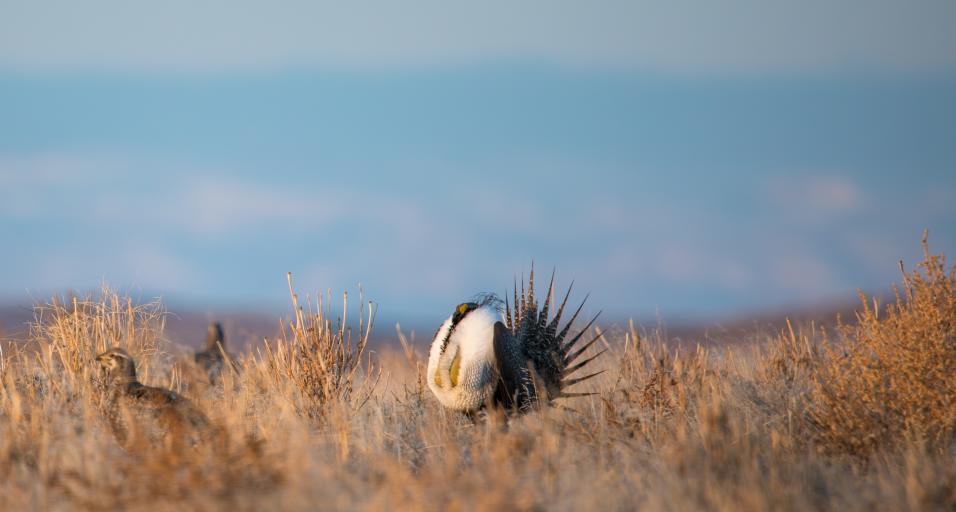 Sage Grouse near Cody