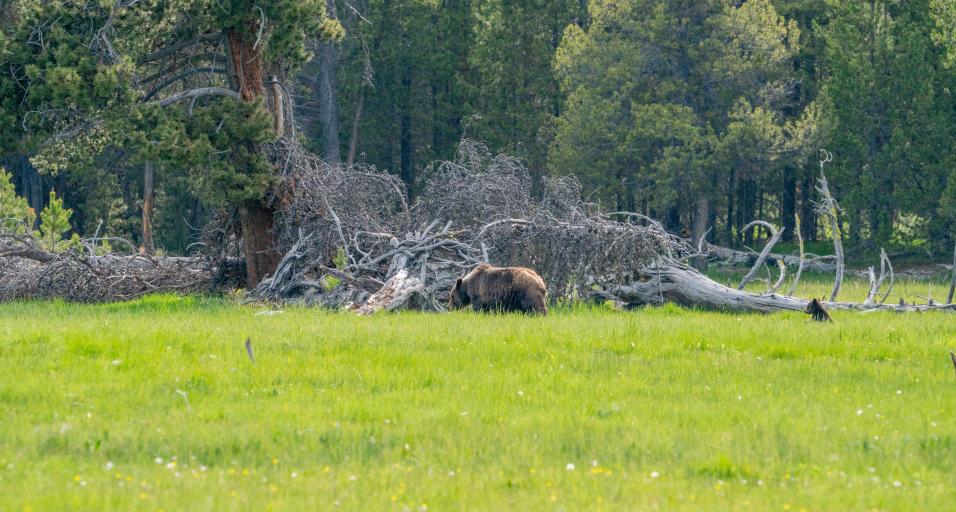  A mother grizzly bear walks in a field of green grass in front of a dead, fallen tree as her small cub follows behind
