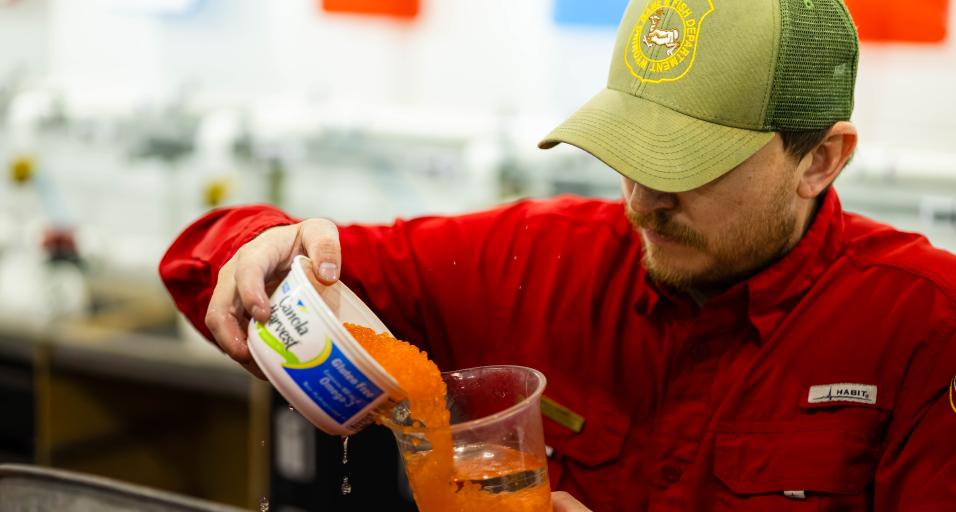 Game and Fish employee transfers fish eggs at WGFD Hatchery