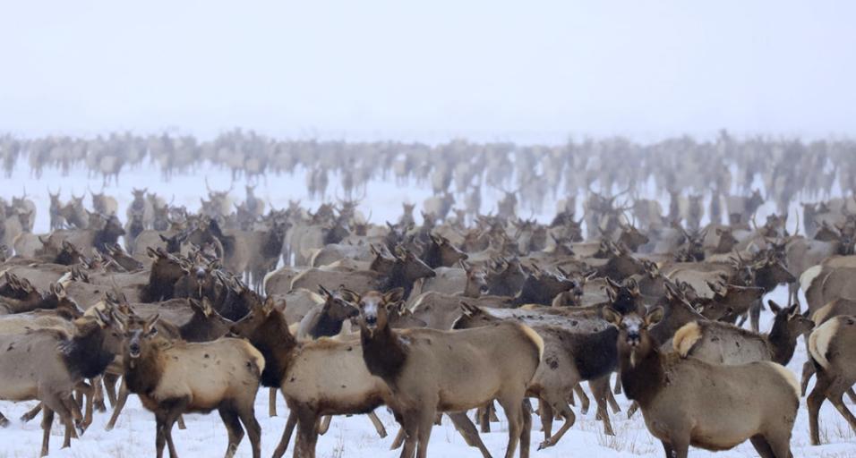 Elk on feedgrounds in the winter