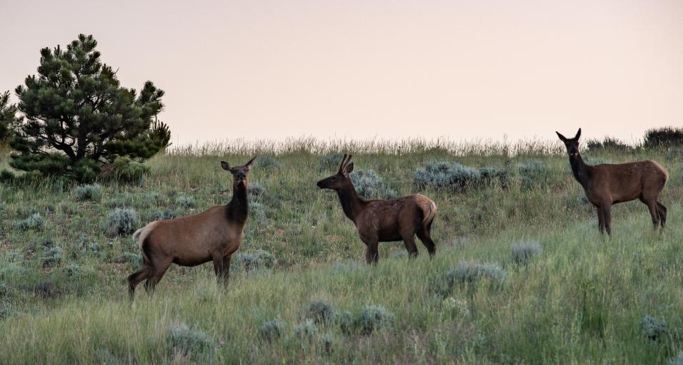 Two cow elk and one spike elk in velvet stand looking at the camera or each other on a green, grassy hill