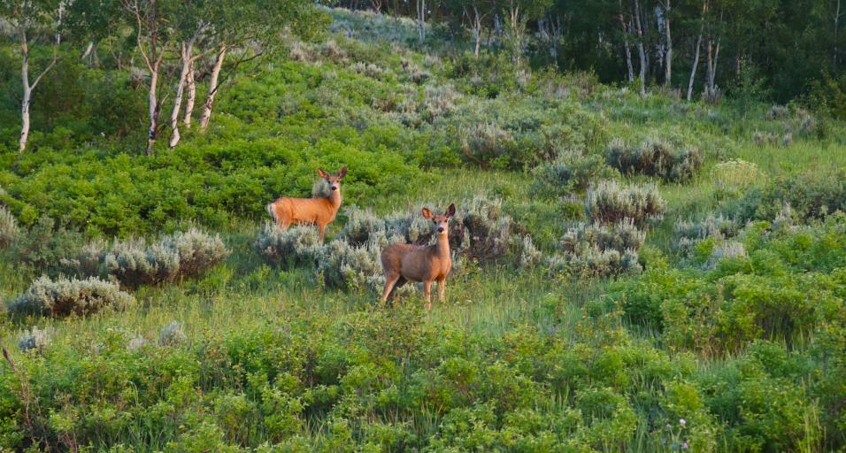 Two doe mule deer stand looking at the camera on a bright green, grassy hill in spring or summer