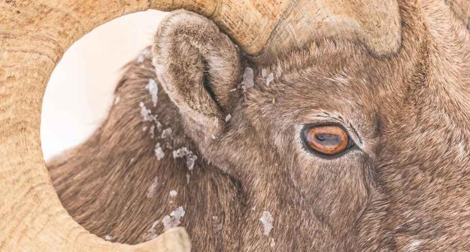 A close-up profile image featuring a bighorn sheep's eye framed by the curl of its horn, shot with a telephoto lens.