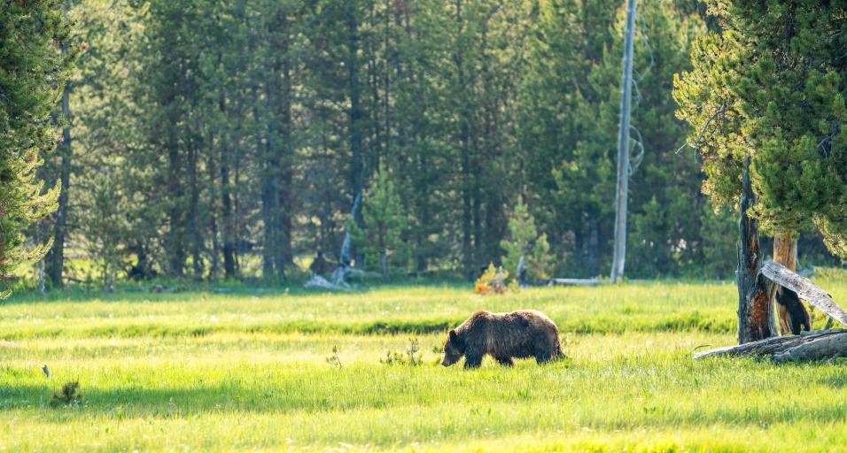 Grizzly bear in Jackson Region