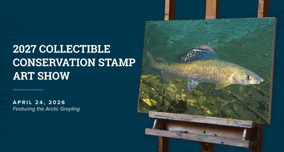  Arctic Grayling Painting | Cover Art for the 2027 Collectible Conservation Stamp Art Show