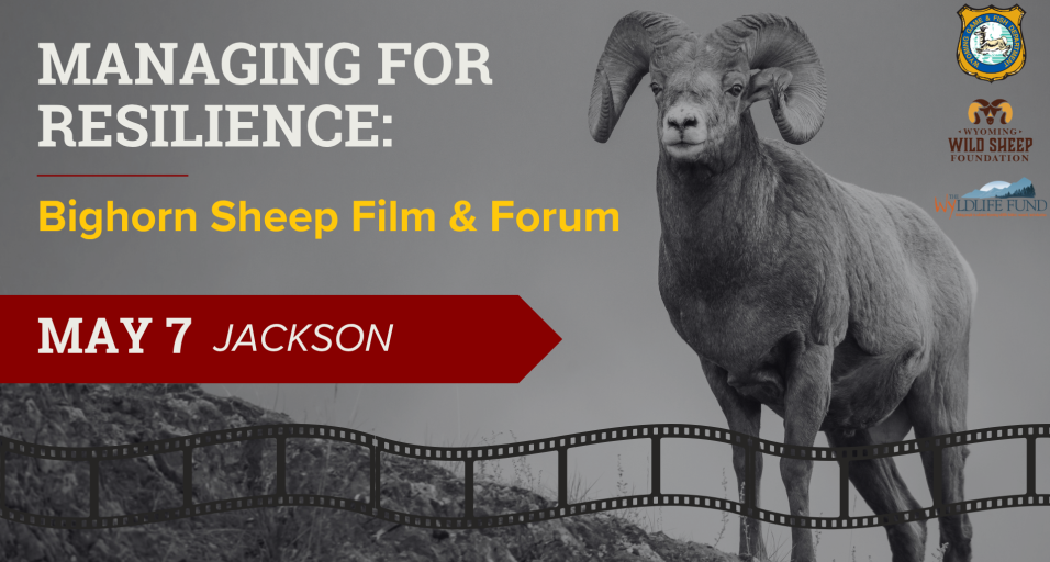 Managing for Resilience: Bighorn Sheep Film and Community Forum in Jackson