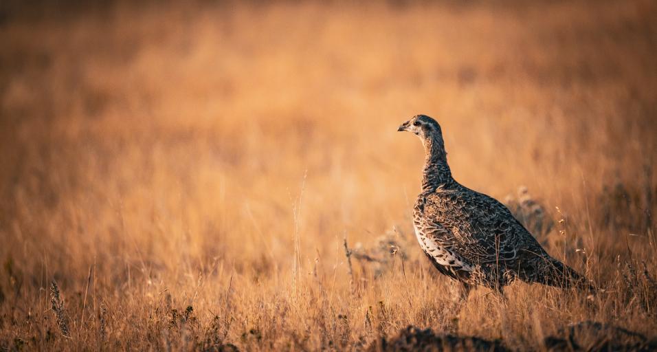 Sage grouse hen in a field on the right side looking towards the left.