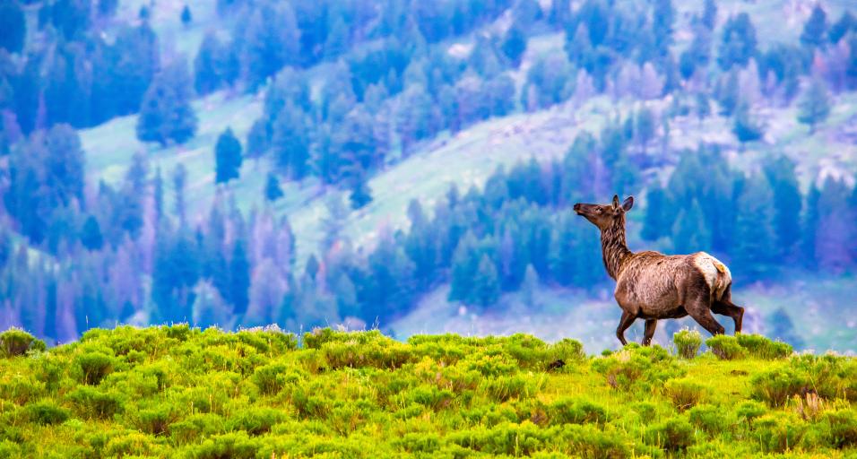 Elk cow on the right side running towards the left with a mountain background.