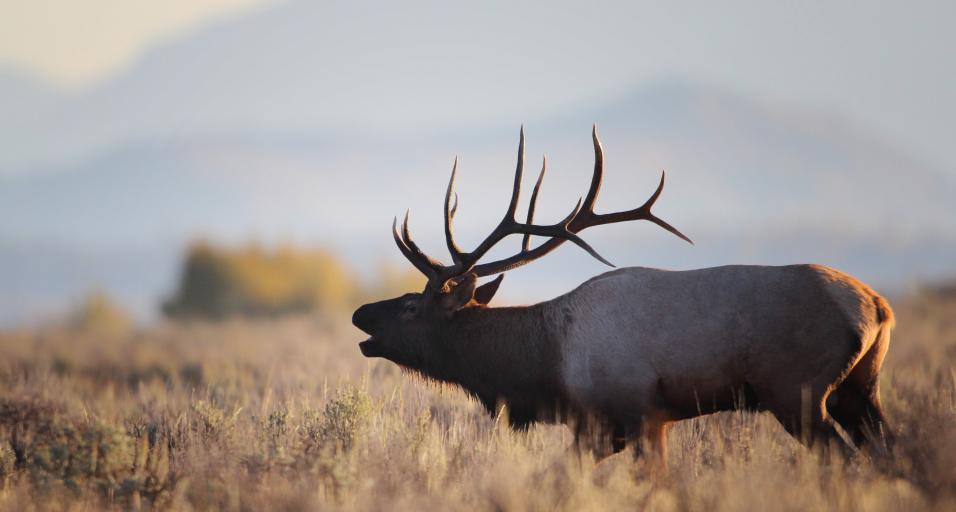 Elk bull bugling in a field at sunset