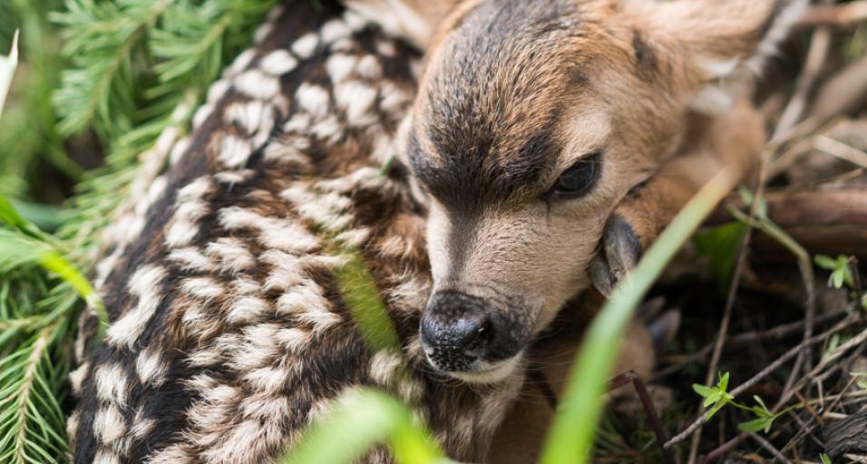 A newborn fawn