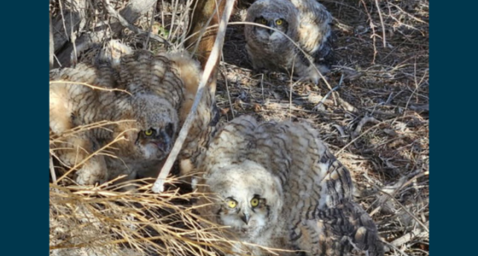 3 fledgling owls on the ground near a tree