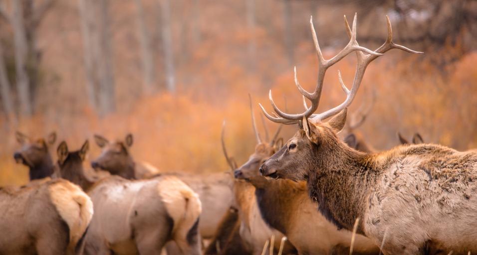 Elk bull and elk cows