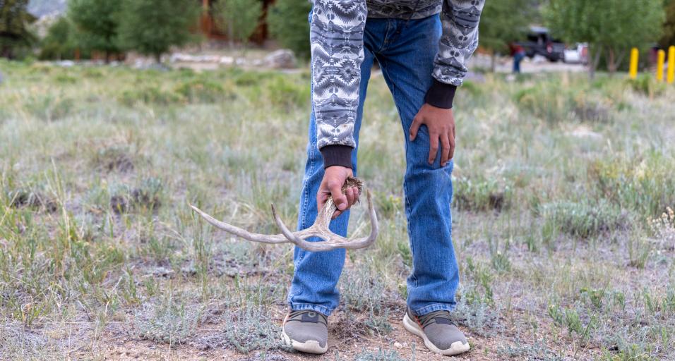 Picking up shed antlers