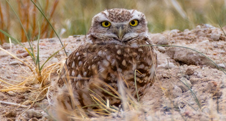 Burrowing Owl
