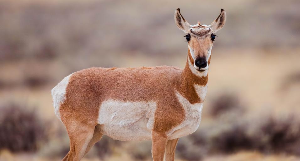Pronghorn doe in Lander Region