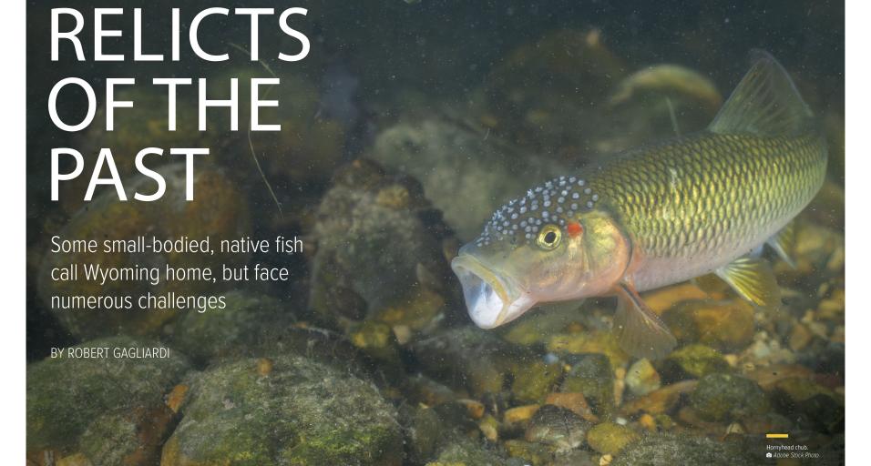 "Relicts of the past" Wyoming Wildlife Magazine feature cover page
