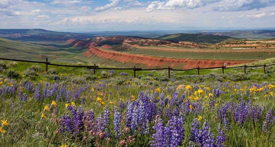 AmyAnderson_Red Canyon Wildflowers
