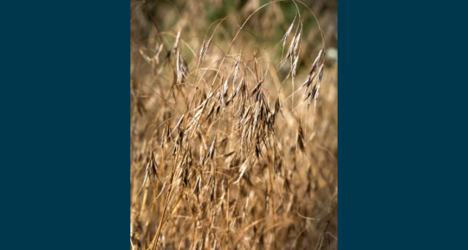 cheatgrass