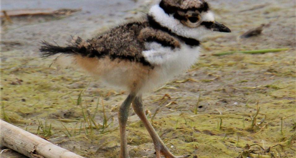 I fluffly juvenile killdeer walks along a muddy shoreline