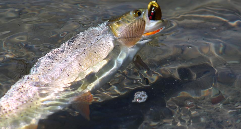 Fish being caught with lure