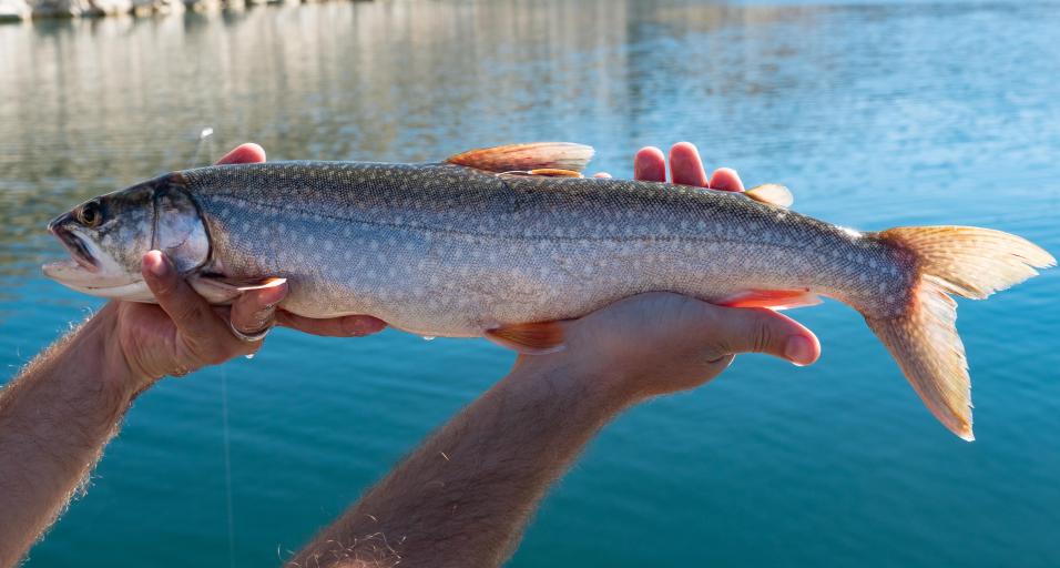 A biologist holds a lake trout after catcthing and tagging the fish with a floy tag