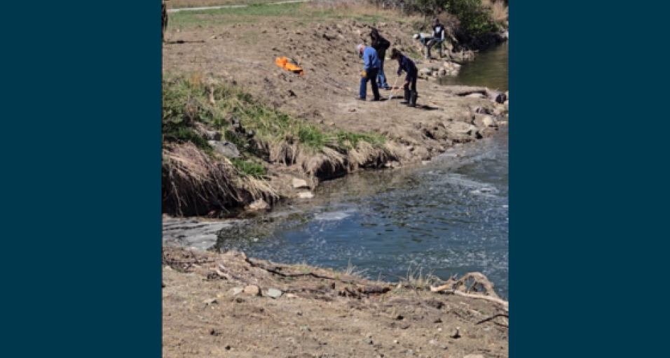 people transplanting willows