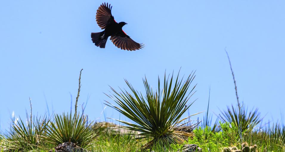 red-winged blackbird