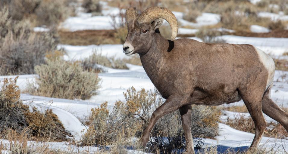 Bighorn Sheep at Whisky Mountain in Lander Region