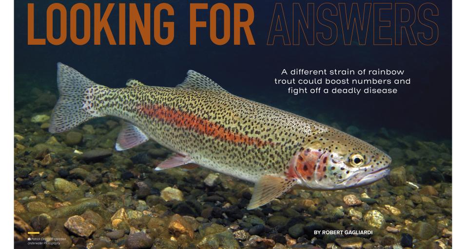 Wyoming Wildlife Feature: Looking for Answers Cover image with Rainbow Trout