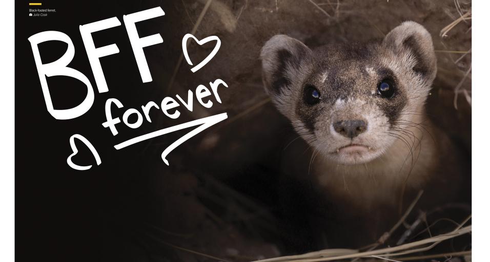 WW BFF Forever — Black-footed ferret feature cover image