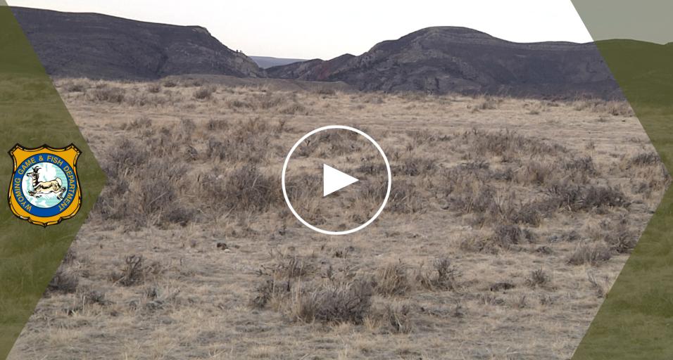 Drought & Wildlife Video Thumbnail