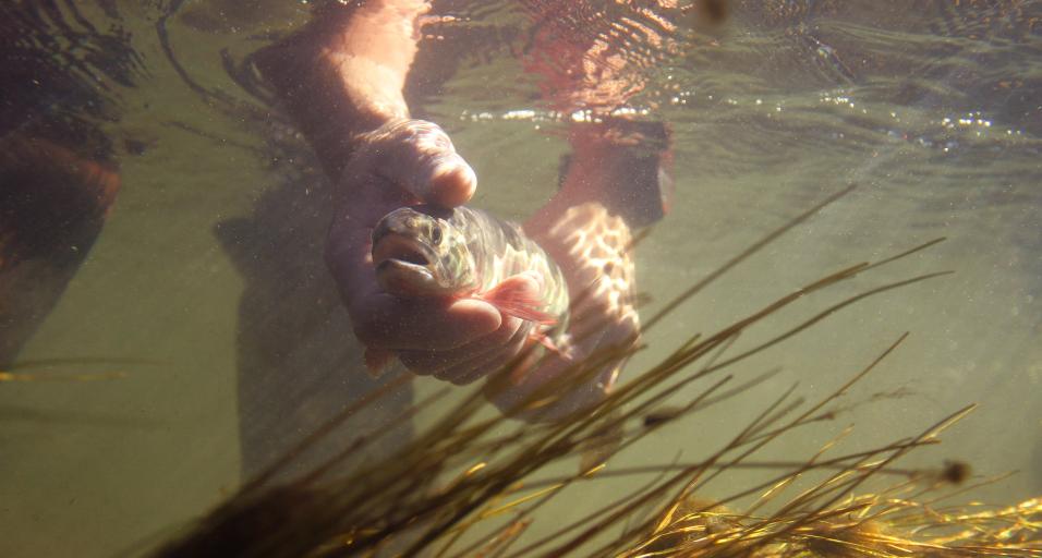 Underwater trout