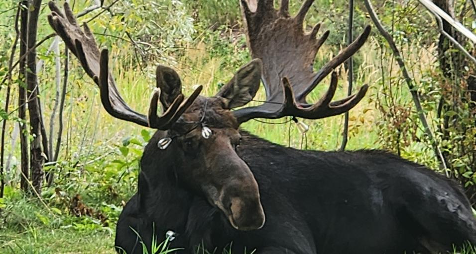Bull moose with string lights tangled in antlers
