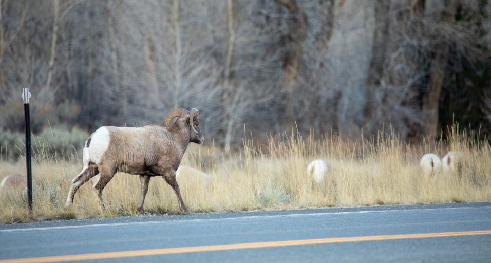 Bighorn Sheep on the side of the road
