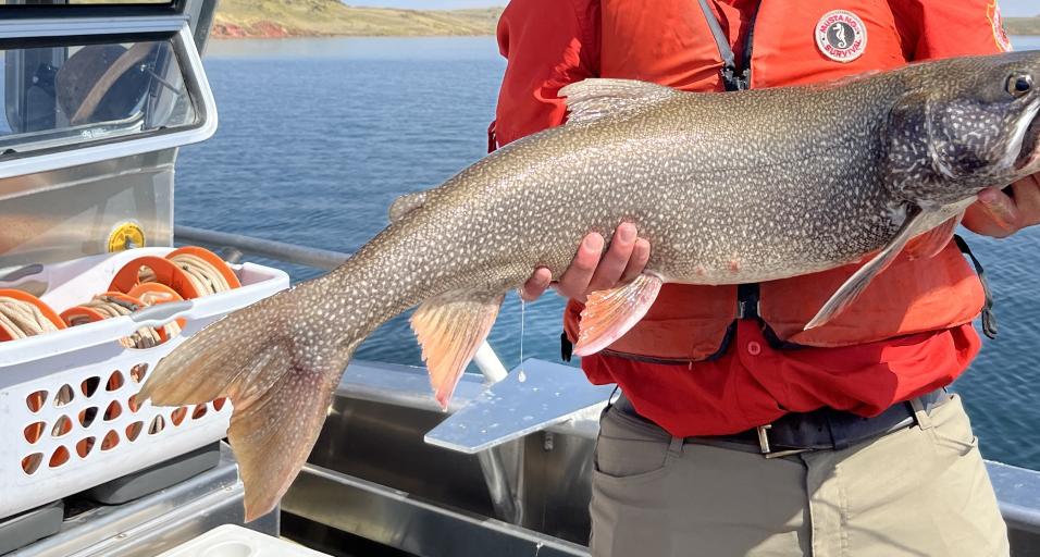 Lake trout at Lake DeSmet